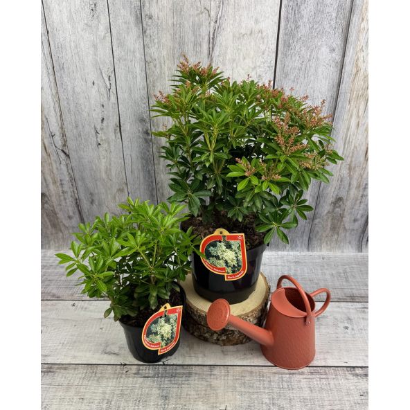 'Debutante' - pieris japoński
Pieris japonica 'Debutante'