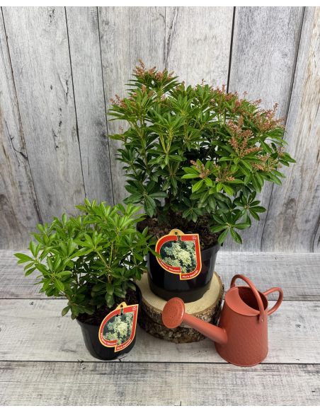 'Debutante' - pieris japoński
Pieris japonica 'Debutante'