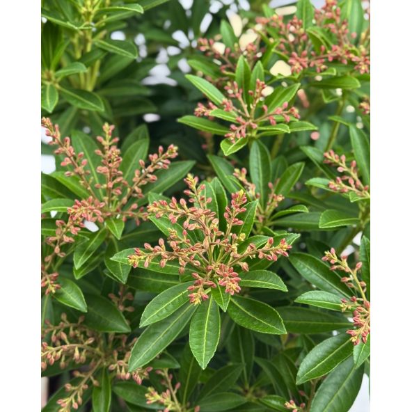 'Debutante' - pieris japoński
Pieris japonica 'Debutante'