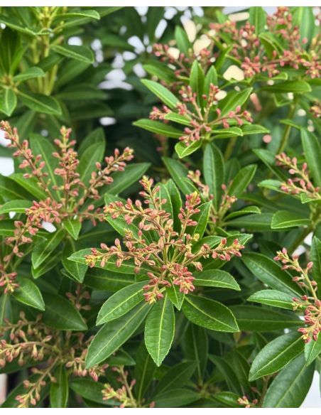 'Debutante' - pieris japoński
Pieris japonica 'Debutante'