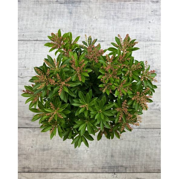 'Debutante' - pieris japoński
Pieris japonica 'Debutante'