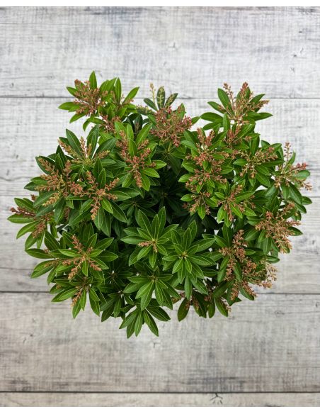 'Debutante' - pieris japoński
Pieris japonica 'Debutante'