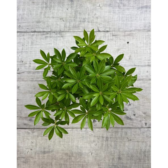 'Debutante' - pieris japoński
Pieris japonica 'Debutante'