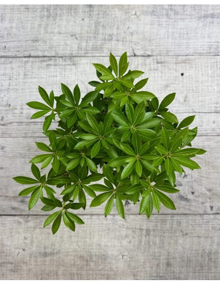 'Debutante' - pieris japoński
Pieris japonica 'Debutante'