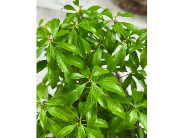 'Dorothy Wyckoff' - pieris japoński
Pieris japonica 'Dorothy Wyckoff' 2