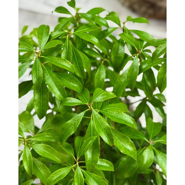 'Boltman’s Pink' - pieris japoński
Pieris japonica 'Boltman’s Pink'