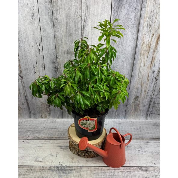 'Dorothy Wyckoff' - pieris japoński
Pieris japonica 'Dorothy Wyckoff'