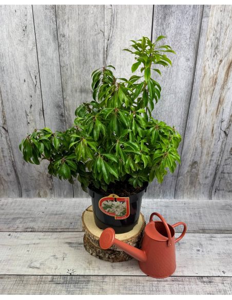 'Dorothy Wyckoff' - pieris japoński
Pieris japonica 'Dorothy Wyckoff'