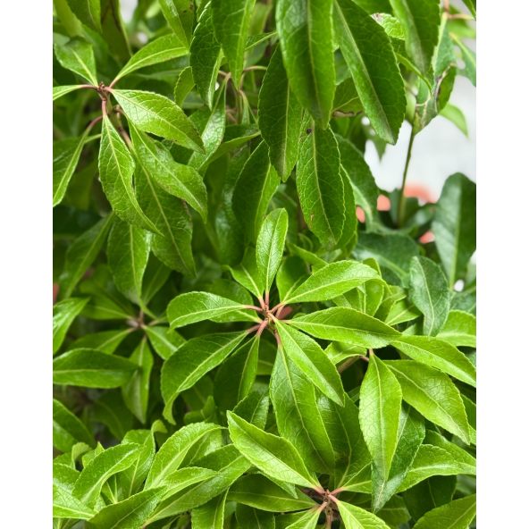 'Dorothy Wyckoff' - pieris japoński
Pieris japonica 'Dorothy Wyckoff'