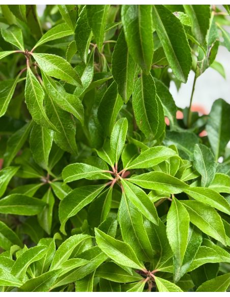 'Dorothy Wyckoff' - pieris japoński
Pieris japonica 'Dorothy Wyckoff'