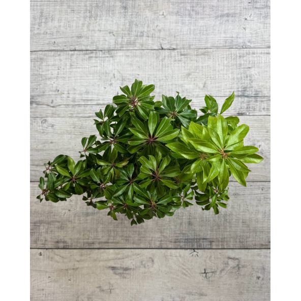 'Dorothy Wyckoff' - pieris japoński
Pieris japonica 'Dorothy Wyckoff'