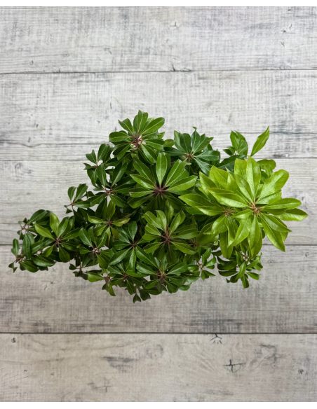 'Dorothy Wyckoff' - pieris japoński
Pieris japonica 'Dorothy Wyckoff'