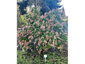 'Dorothy Wyckoff' - pieris japoński
Pieris japonica 'Dorothy Wyckoff'