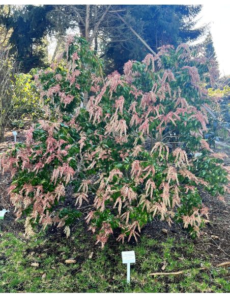 'Dorothy Wyckoff' - pieris japoński
Pieris japonica 'Dorothy Wyckoff'
