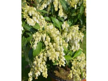 'Forest Flame' - pieris japoński
Pieris japonica 'Forest Flame'