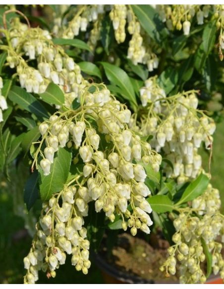 'Forest Flame' - pieris japoński
Pieris japonica 'Forest Flame'