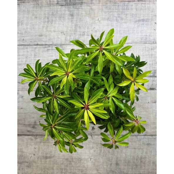 'Forest Flame' - pieris japoński
Pieris japonica 'Forest Flame'