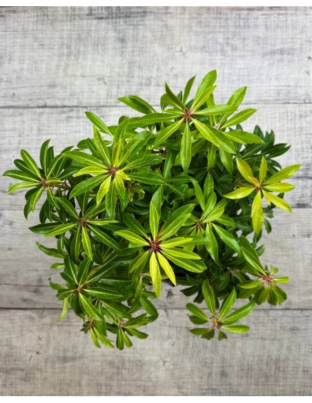 'Forest Flame' - pieris japoński
Pieris japonica 'Forest Flame'