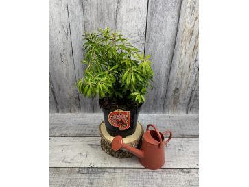 'Forest Flame' - pieris japoński
Pieris japonica 'Forest Flame' 2