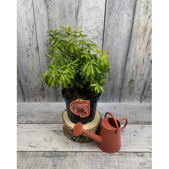 'Forest Flame' - pieris japoński
Pieris japonica 'Forest Flame'