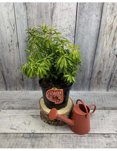 'Forest Flame' - pieris japoński
Pieris japonica 'Forest Flame'