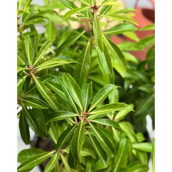'Forest Flame' - pieris japoński
Pieris japonica 'Forest Flame'