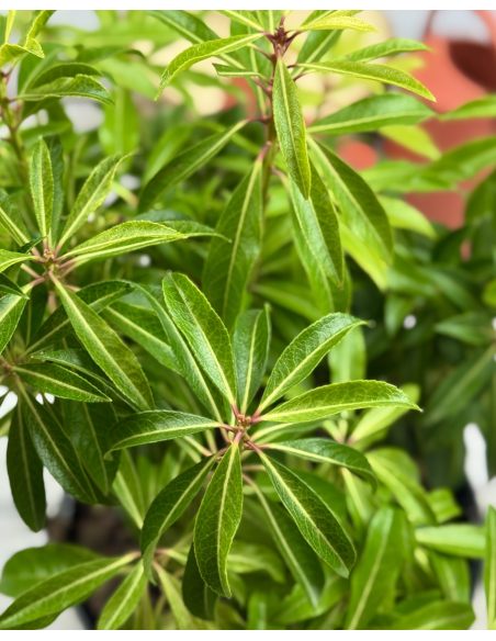 'Forest Flame' - pieris japoński
Pieris japonica 'Forest Flame'