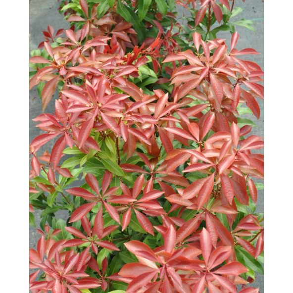'Mountain Fire' - pieris japoński
Pieris japonica 'Mountain Fire'