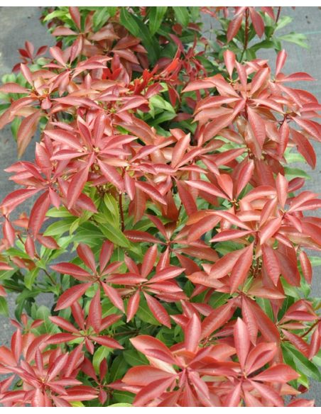 'Mountain Fire' - pieris japoński
Pieris japonica 'Mountain Fire'