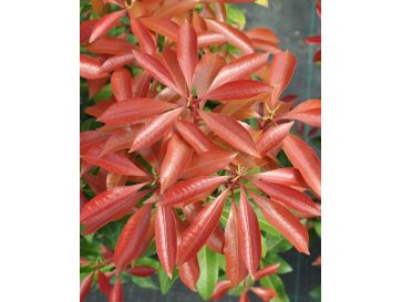 'Mountain Fire' - pieris japoński
Pieris japonica 'Mountain Fire'