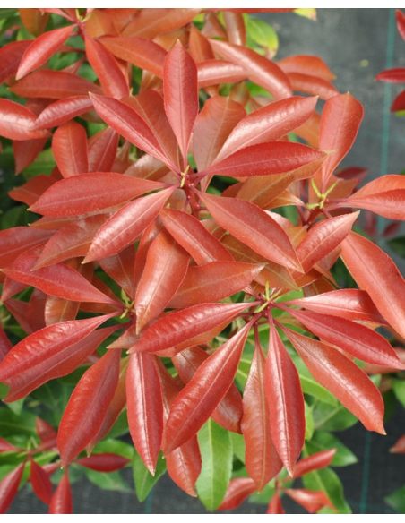 'Mountain Fire' - pieris japoński
Pieris japonica 'Mountain Fire'