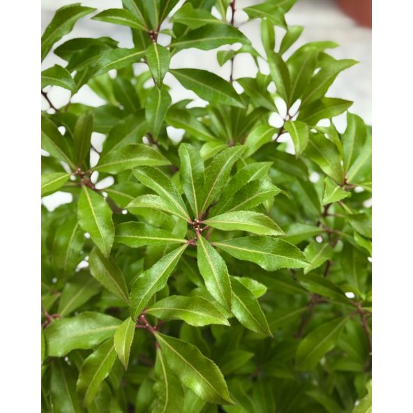 'Mountain Fire' - pieris japoński
Pieris japonica 'Mountain Fire'