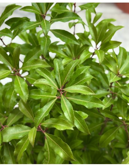 'Mountain Fire' - pieris japoński
Pieris japonica 'Mountain Fire'