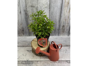 'Mountain Fire' - pieris japoński
Pieris japonica 'Mountain Fire' 2