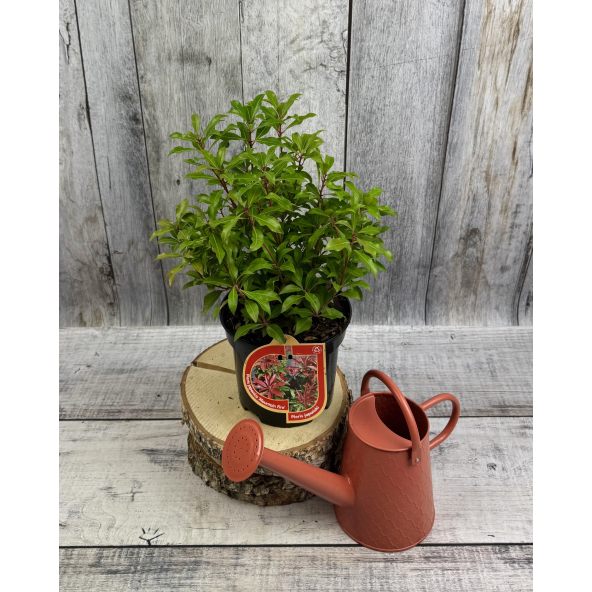 'Mountain Fire' - pieris japoński
Pieris japonica 'Mountain Fire'