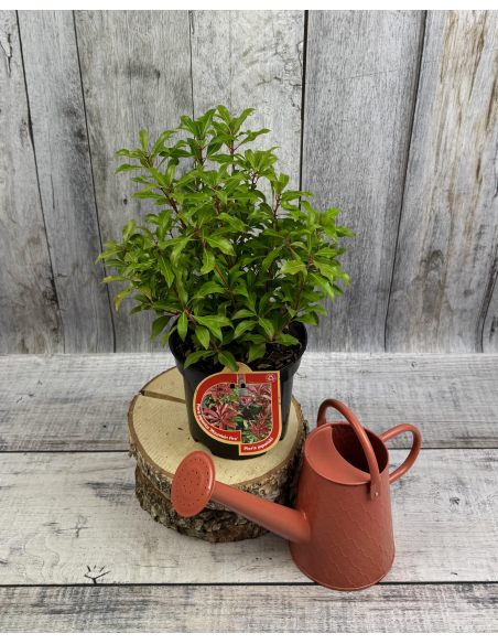 'Mountain Fire' - pieris japoński
Pieris japonica 'Mountain Fire'