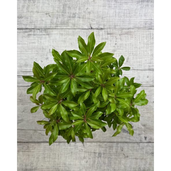 'Mountain Fire' - pieris japoński
Pieris japonica 'Mountain Fire'