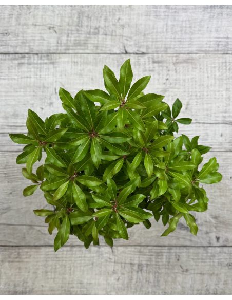 'Mountain Fire' - pieris japoński
Pieris japonica 'Mountain Fire'