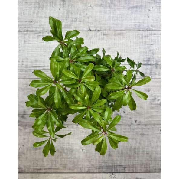 'Red Mill' - pieris japoński
Pieris japonica 'Red Mill'