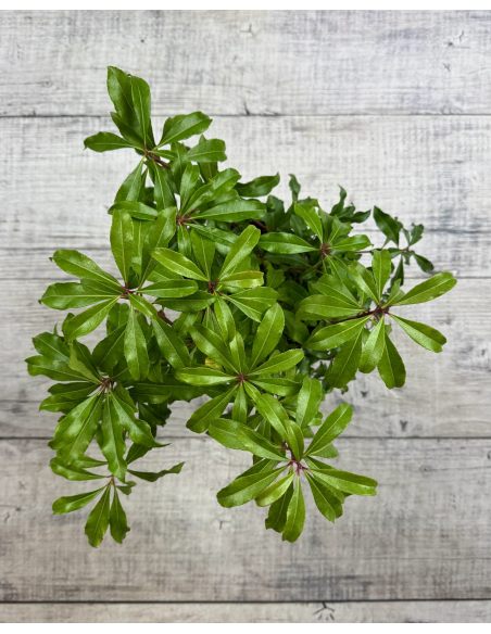 'Red Mill' - pieris japoński
Pieris japonica 'Red Mill'