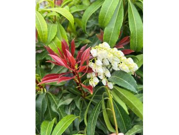 'Red Mill' - pieris japoński
Pieris japonica 'Red Mill'