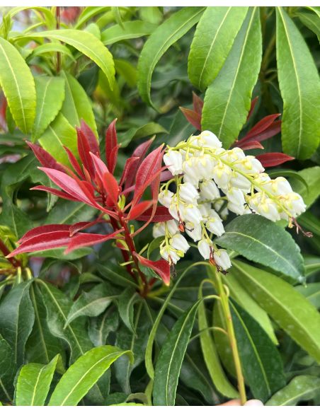 'Red Mill' - pieris japoński
Pieris japonica 'Red Mill'