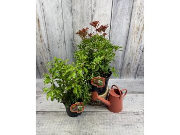 'Red Mill' - pieris japoński
Pieris japonica 'Red Mill' 2