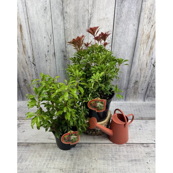 'Red Mill' - pieris japoński
Pieris japonica 'Red Mill'