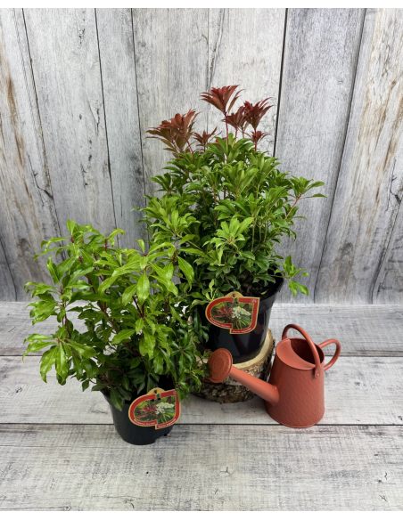 'Red Mill' - pieris japoński
Pieris japonica 'Red Mill'