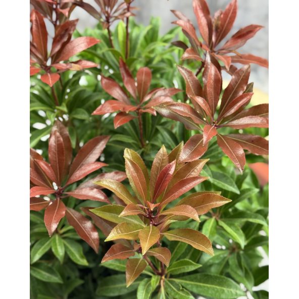 'Red Mill' - pieris japoński
Pieris japonica 'Red Mill'