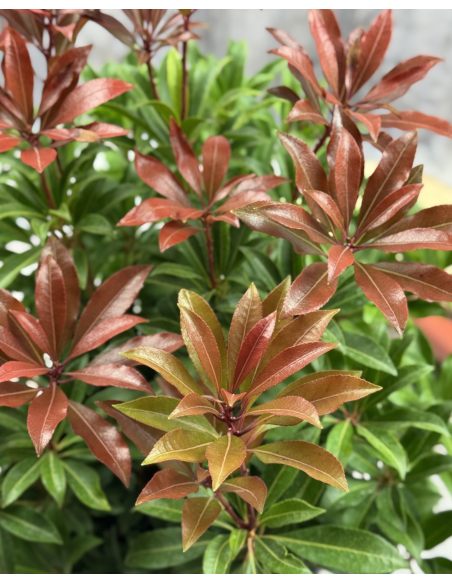 'Red Mill' - pieris japoński
Pieris japonica 'Red Mill'