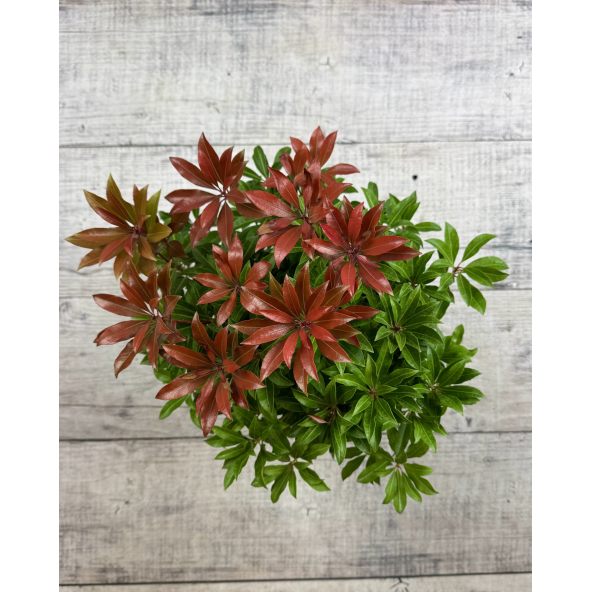 'Red Mill' - pieris japoński
Pieris japonica 'Red Mill'