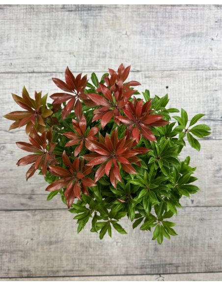 'Red Mill' - pieris japoński
Pieris japonica 'Red Mill'