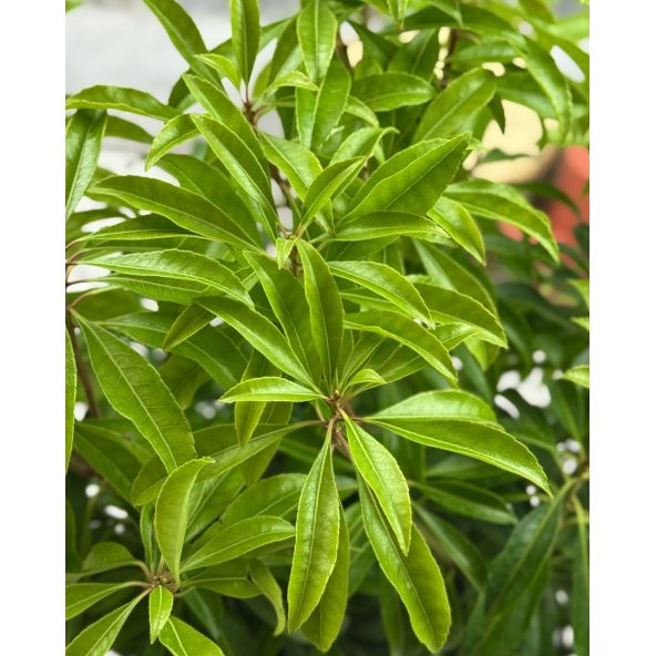 'Scarlett O'Hara' - pieris japoński
Pieris japonica 'Scarlett O'Hara'
